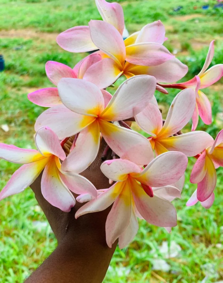 A hand holding pink and white frangipani flowers